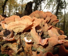 Merulius tremellosus