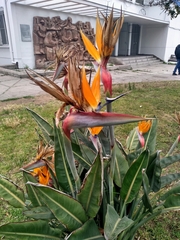 Strelitzia