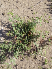 Prosopis strombulifera