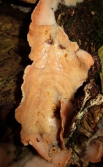 Merulius tremellosus