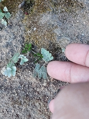 Myriopteris parryi