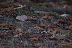 Anthus pallidiventris