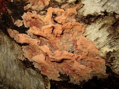 Merulius tremellosus