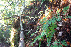 Adiantum capillus-veneris