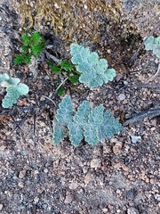 Myriopteris parryi