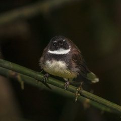 Rhipidura javanica