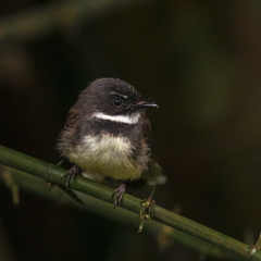 Rhipidura javanica