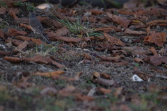 Anthus pallidiventris