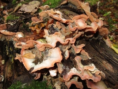 Merulius tremellosus
