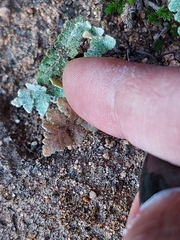 Myriopteris parryi