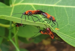 Oncopeltus nigriceps