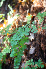 Adiantum capillus-veneris