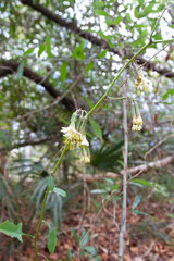 Nabalus serpentarius