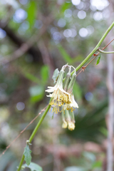 Nabalus serpentarius