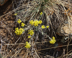 Odontarrhena obovata