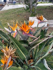Strelitzia