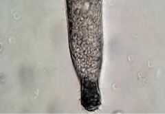 Helicoprorodon multinucleatum