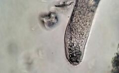 Helicoprorodon multinucleatum