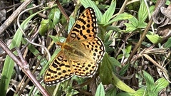 Issoria smaragdifera