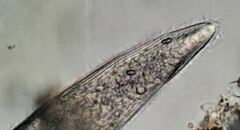 Helicoprorodon multinucleatum