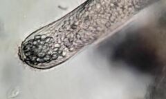 Helicoprorodon multinucleatum