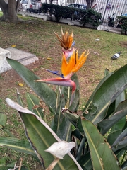 Strelitzia