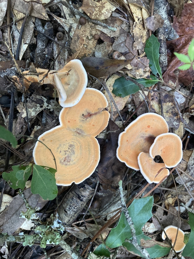 Hydnellum earlianum