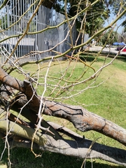 Fabaceae