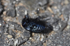 Chrysolina exanthematica