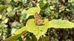 Issoria smaragdifera