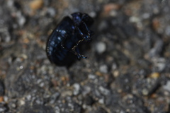 Chrysolina exanthematica