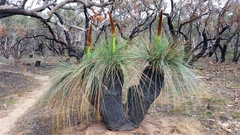 Austral Grass-Tree