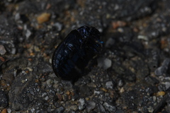 Chrysolina exanthematica