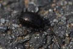 Chrysolina exanthematica