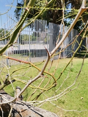 Fabaceae