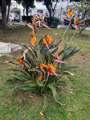 Strelitzia