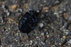 Chrysolina exanthematica