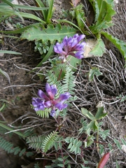 Oxytropis montana