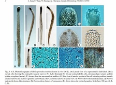 Helicoprorodon multinucleatum