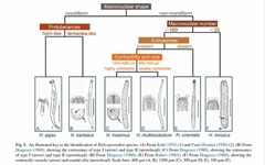Helicoprorodon multinucleatum