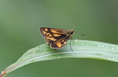 Potanthus pseudomaesa