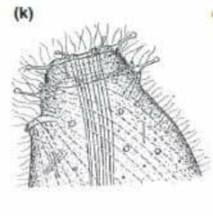 Helicoprorodon multinucleatum