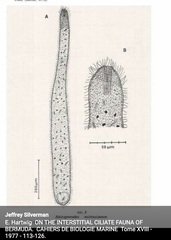 Helicoprorodon multinucleatum