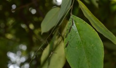 Gnophomyia tristissima