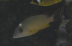 Lutjanus fulvus