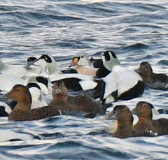 Somateria spectabilis