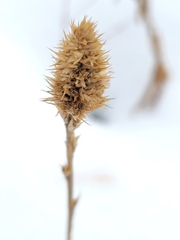Amaranthus retroflexus