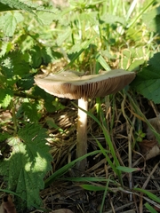 Volvopluteus gloiocephalus