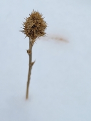 Amaranthus retroflexus