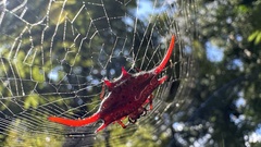 Gasteracantha falcicornis
